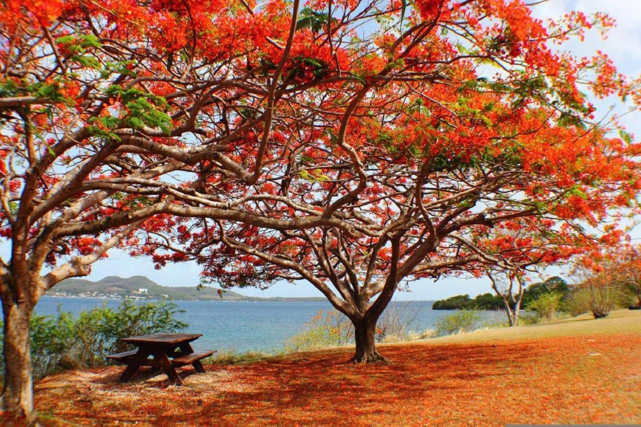 Imagine972 Martinique Bateau Hotel A Quai Le Marin 3 Cabines 3 Salles De Bains 6 Pers Maxi Buitenkant foto